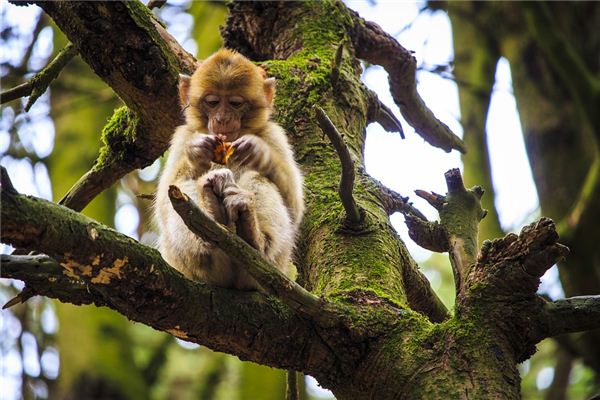 寶寶起名:吳華月