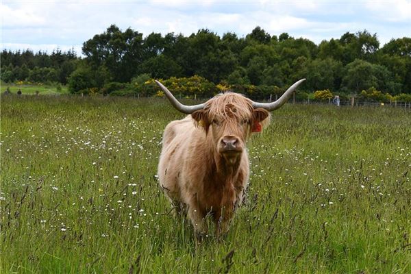 取名字打分:吳夏菡