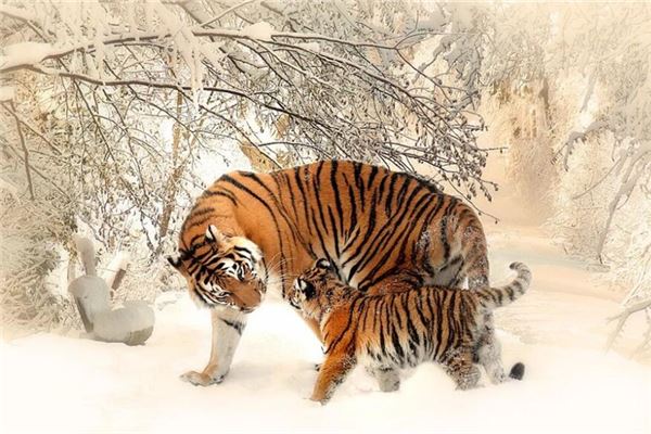 江天佑的姓名打分結(jié)果_江天佑五行分析