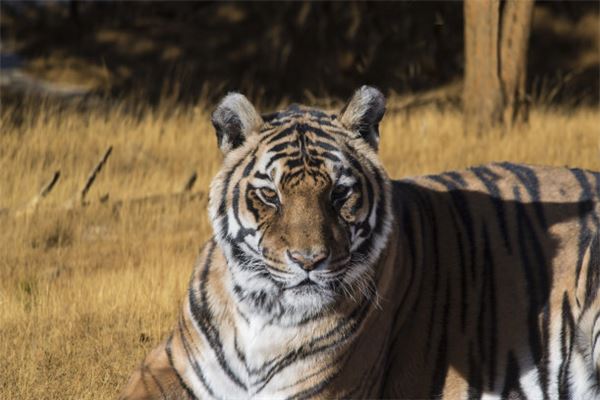 取名字打分:吳舒暢