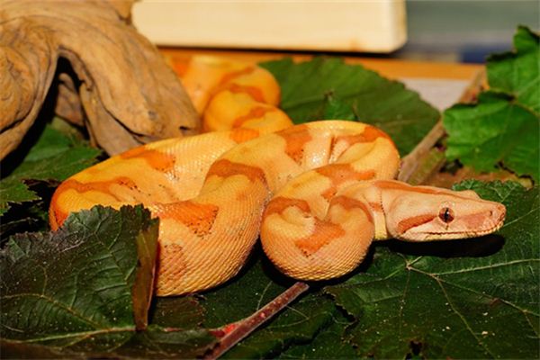 查韋婷的姓名打分結(jié)果_查韋婷的姓名五行分析