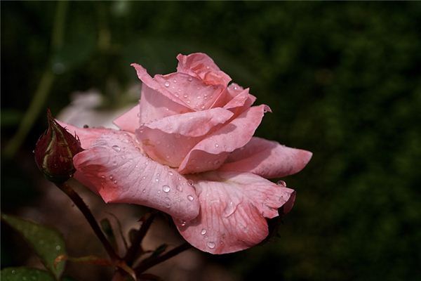 好聽(tīng)的名字_周奇略