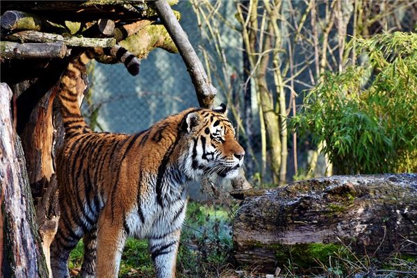 姓名測(cè)分_周彥慧