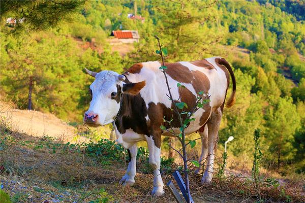 桂受益的姓名打分結果_桂受益的姓名五行分析